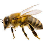 Safe honeycomb removal and bee relocation to protect people and property.