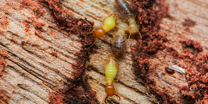 Termite treatment site inspection process