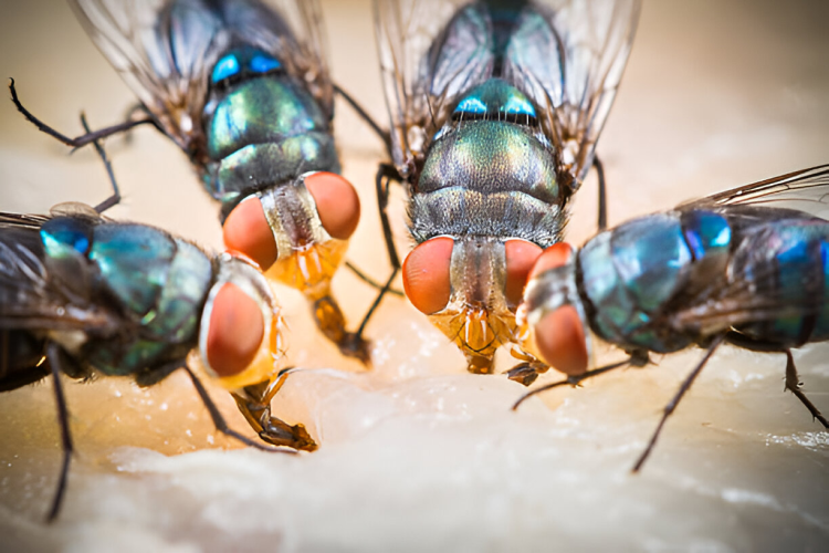 Fly control services by Madhuram Pest Control to eliminate flies from homes, hotels and food establishments.